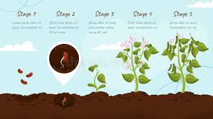 Stage 4